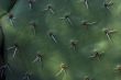 Textured cactus