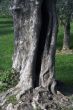 Olive tree