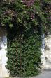 Nice bush