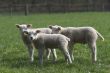 Three lambs