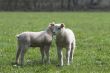 Young lamb