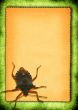 paper with bed-bug