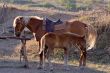 horses