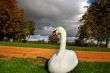 swan`s head