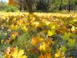 Yellow autumn maple leaves on the ground