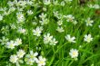 Grass with flowers