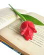 Tulip on Book