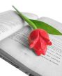 Tulip on Book