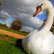 moody swan