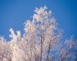 birch in rime