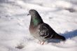 Pigeon on snow
