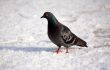 Pigeon