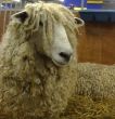 Long Wool Sheep