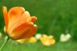 Orange lonely tulip on a green background