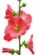isolated pink mallow