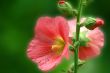 pink mallow with dew