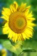 sunflower on a green background