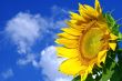 nice yellow suflower on a blue sky background
