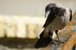 curiously crow