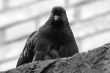 Black pigeon