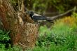 crow on a tree-stump