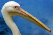 pelican`s head