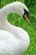 White swan