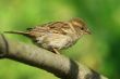 little sparrow with yellow beak