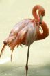 Pink flamingo in the water