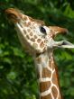 giraffa