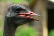 dark ostrich