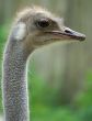 grey ostrich
