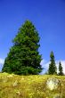 Isolated conifer against blue sky