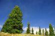 Isolated conifer against blue sky