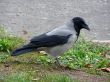 raven