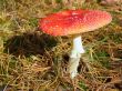 fly agaric