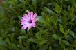 Nice flower