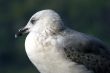 Seagull