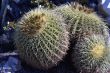 Group of mexican cactuses