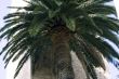 Palm near the tower