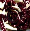 Rose closely