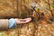 The small titmouse trusts the girl