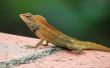 Common Tree Lizard