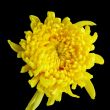chrysanthemum