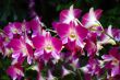 Orchids