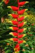 Heliconia