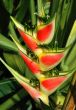 Heliconia