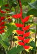 Heliconia