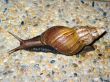 Snail