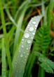 dew on the grass